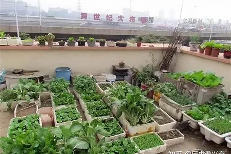 青菜种子怎么种植方法