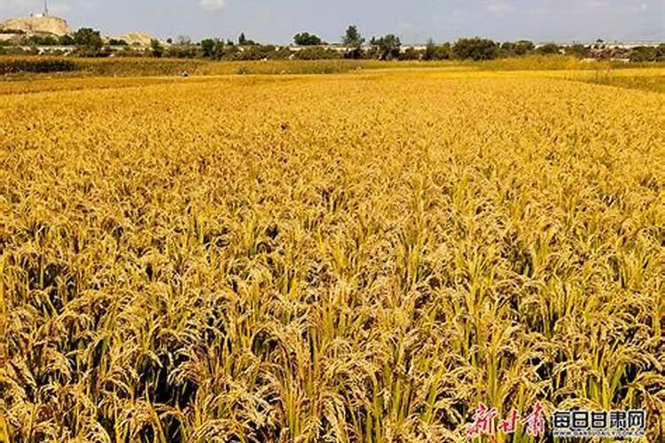 一亩直播水稻成本多少