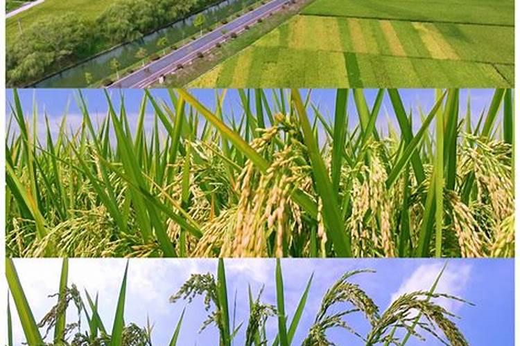 水稻生根叶面肥有哪些品种