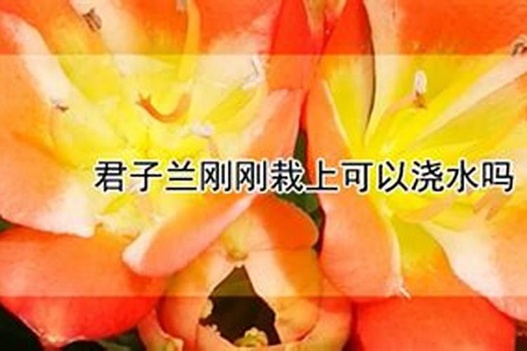 自制钾肥用什么原料