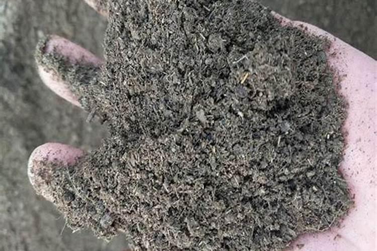 种玉米施肥用什么肥料好？