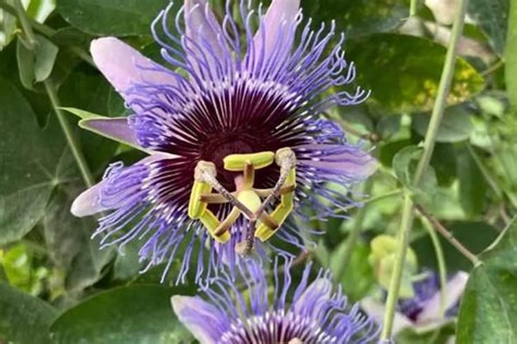 广西种植百香果用什么肥料能够果多？