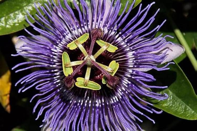 百香果施什么肥料最好