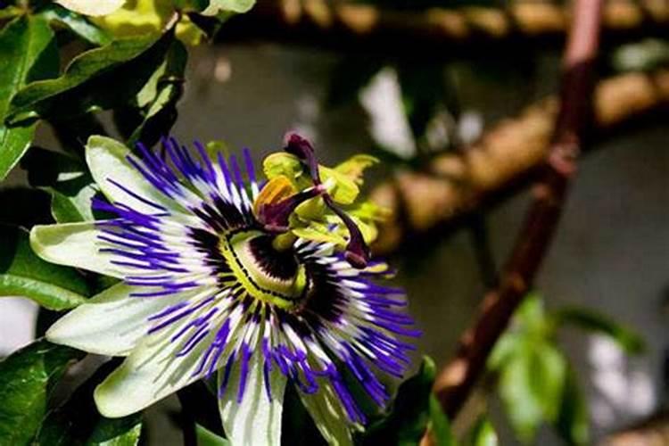 怎样种植百香果的正确方法