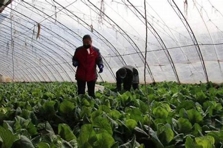 奇楠沉香可以人工种植吗