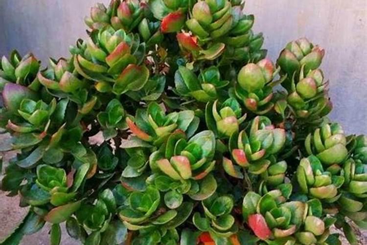 茶梢回枯病的防治方法春茶前茶梢出现干枝,用什么药可防治