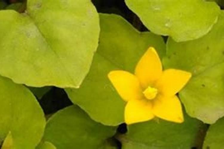 金钱草施肥方法,用什么肥好