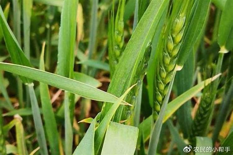 常见的氮肥、磷肥、钾肥、复合肥有哪些……