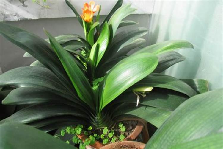 玉米授粉时能不能充肥？