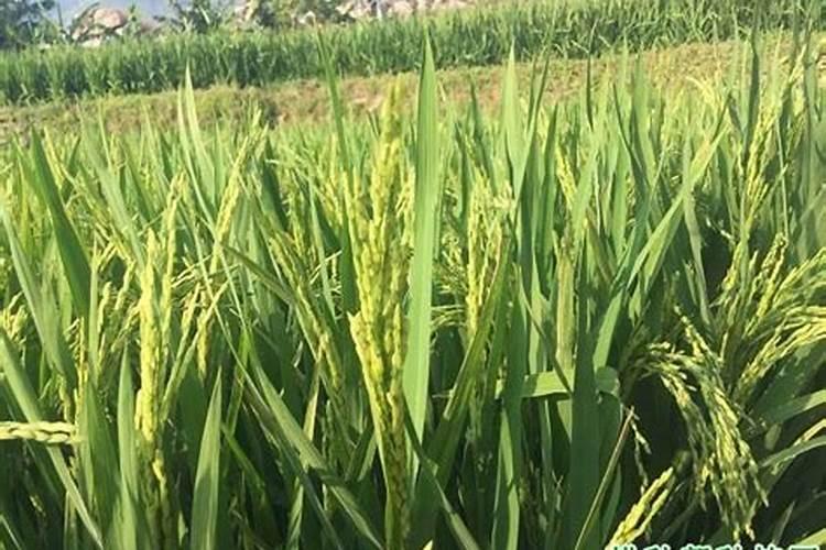 稻子分蘖期打水溶肥好吗？