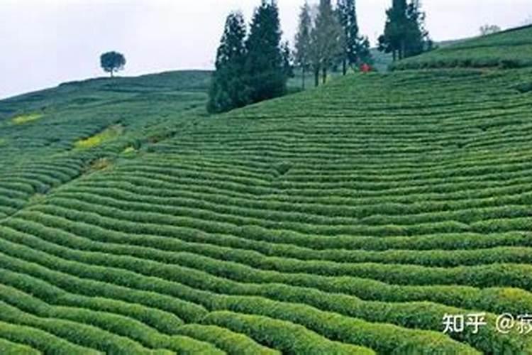 茶叶施肥用尿素行不行 什么时间施肥好