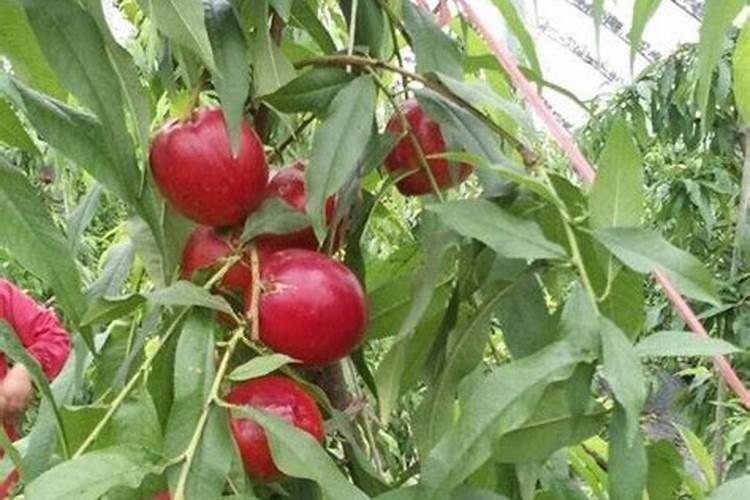 大白菜出芽后怎么管理？