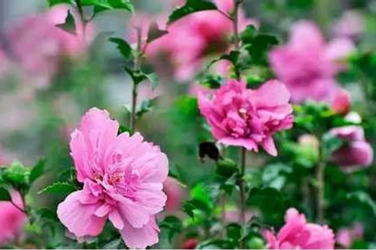 养花缓释肥和复合肥哪个好