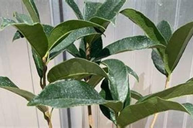 桂花树苗多久长大 桂花树苗需要多久才能成长？