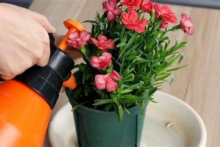 葡萄花期为什么不让浇水