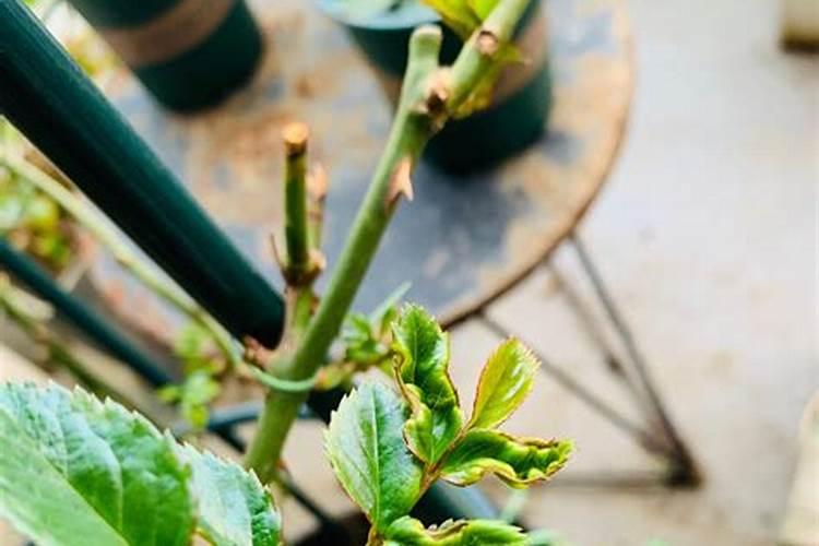 盆栽月季花要施什么肥,一般什么时候施肥？