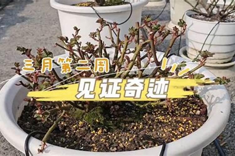 地栽月季如何使用复合肥注意事项有哪些