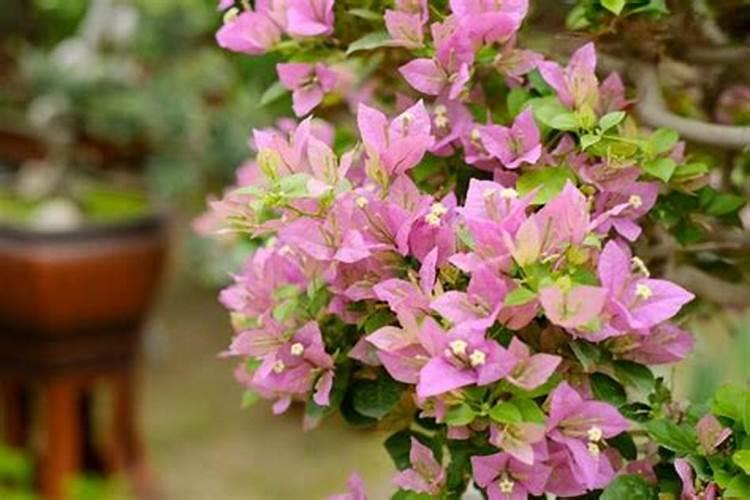 三角梅修剪后施什么肥好