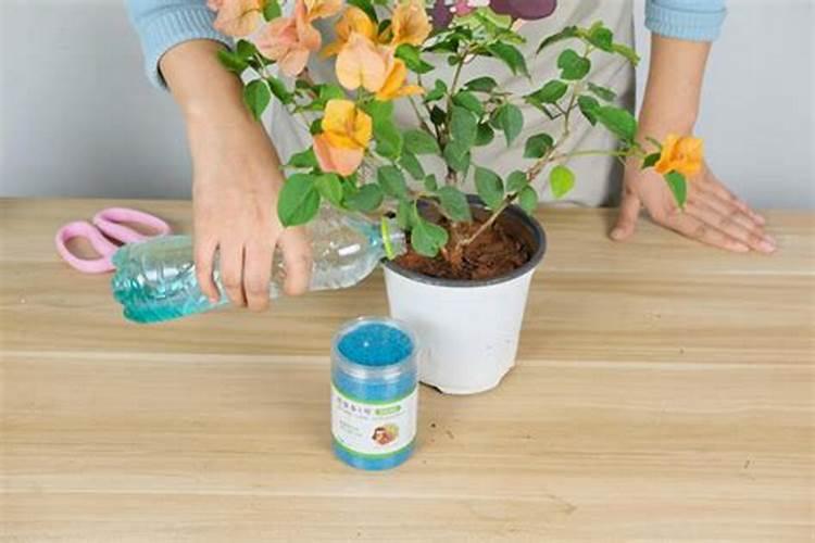 三角梅修剪后施什么肥好