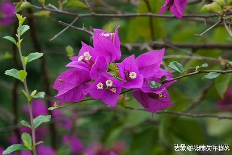 三角梅修剪后怎么养护