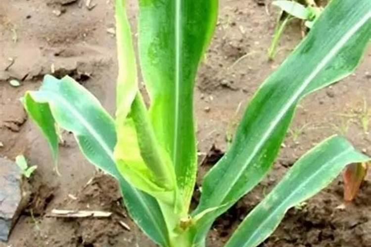 玉米叶子缺镁？