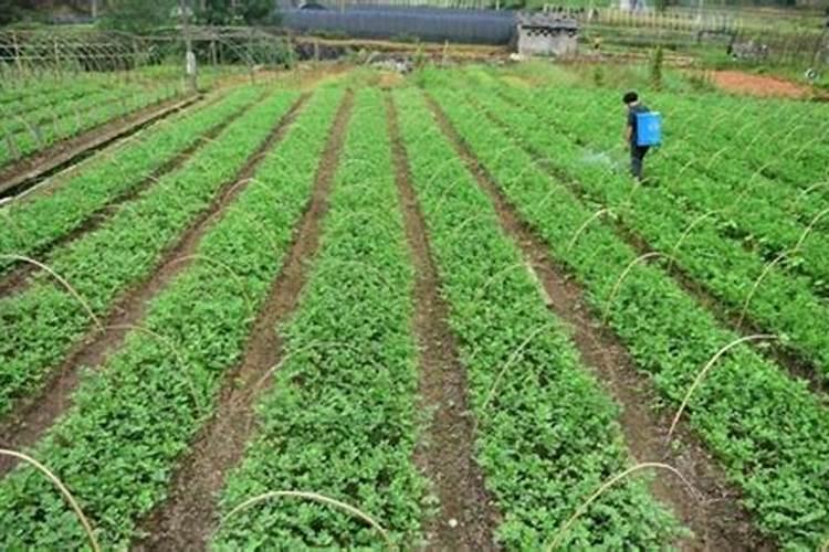 红糖和醋一起做叶面肥