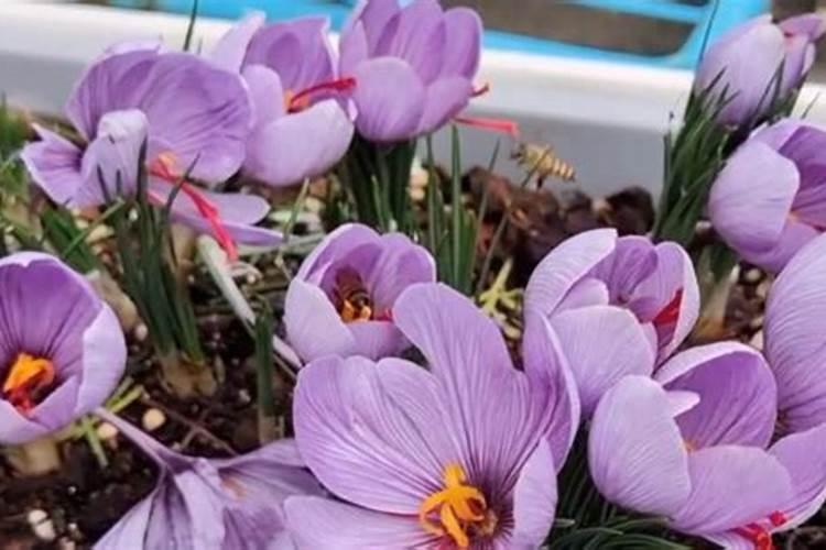 藏红花的种植技术