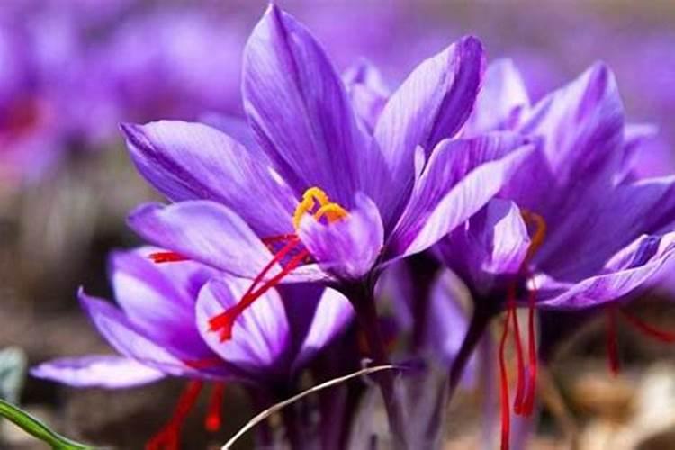 藏红花到底是春天开花还是秋天开花 懂得人说 还有说下种植顺序 谢谢...