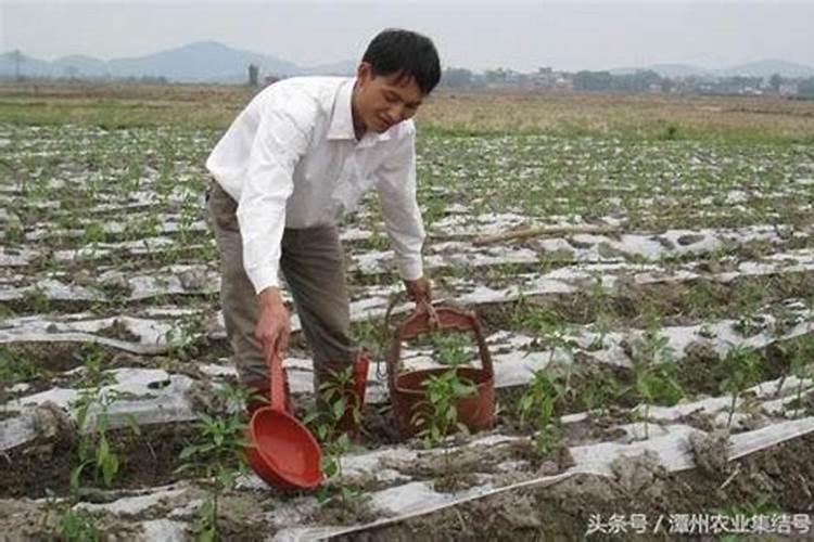 什么牌子的的有机水溶肥好