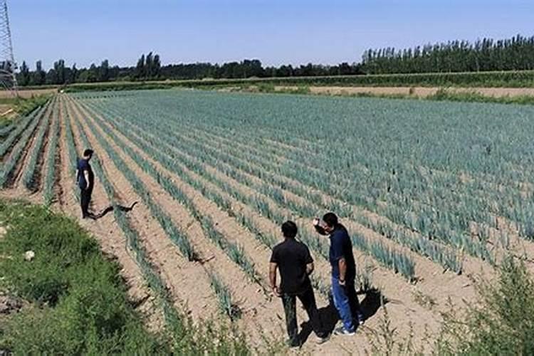 江西蔬菜微肥木醋液批发