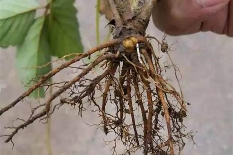 连续使用两次磷酸二氢钾会怎么样