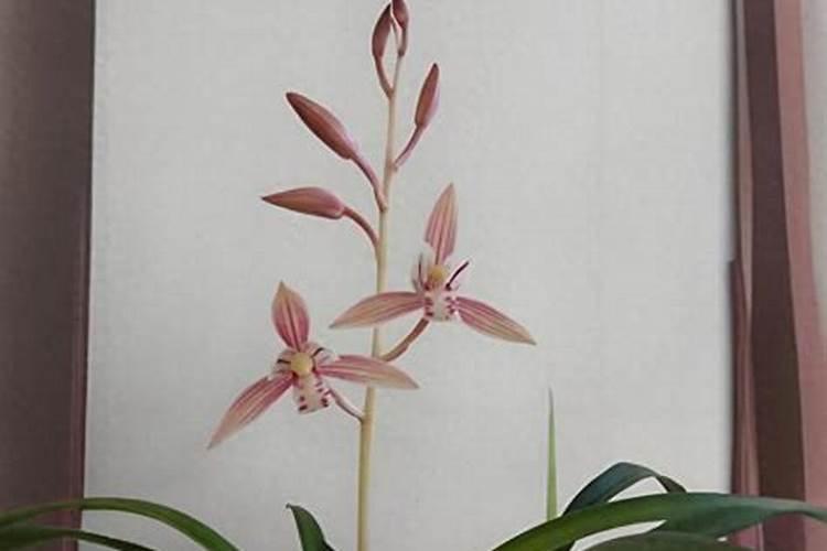 玉米叶面喷施打磷酸二氢钾过量会是啥症状？