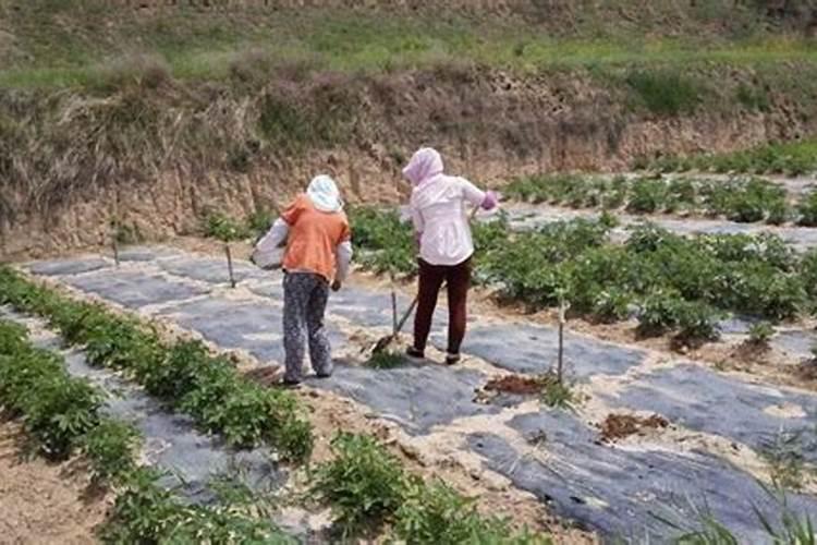 氮肥钾肥施肥时间和方法分别是 氮肥钾肥施肥时间和方法