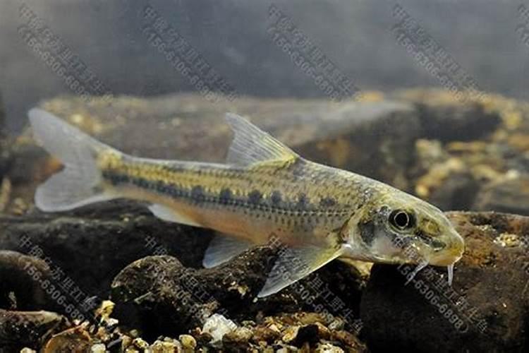 人工是否能养船丁鱼