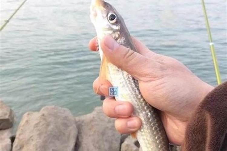 棒花鮈和船丁鱼区别