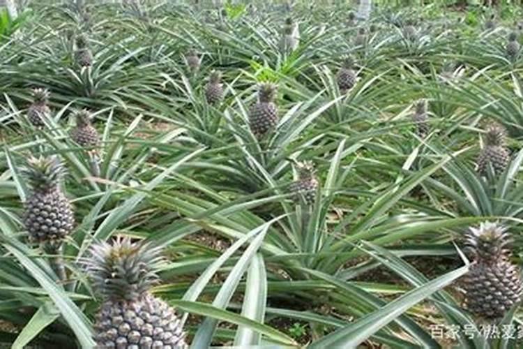 菠萝施什么肥最好