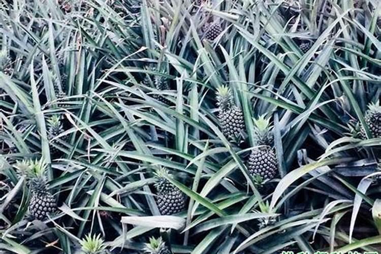 菠萝的施肥方法是什么