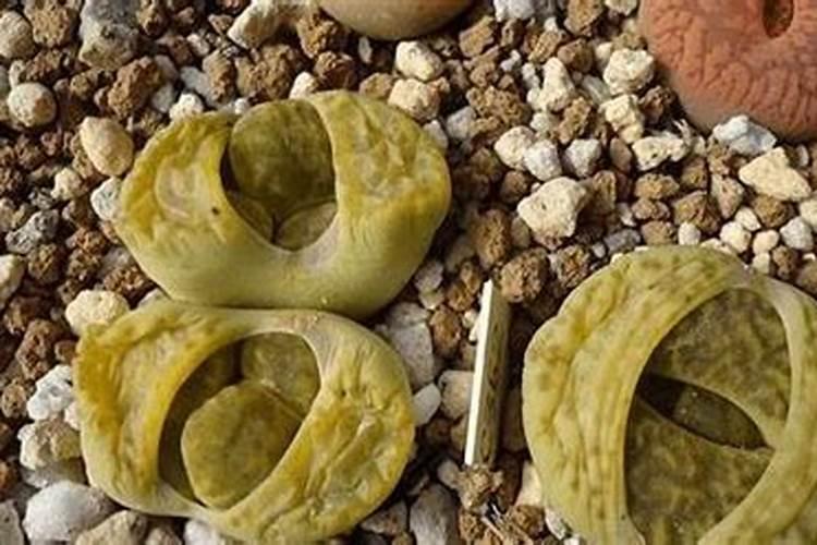 巨菌草和皇竹草的区别