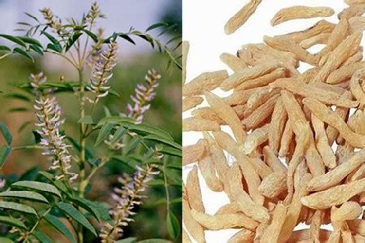 黄芪怎么除草,要用什么除草剂？黄芪在什么温度下除草最安全？