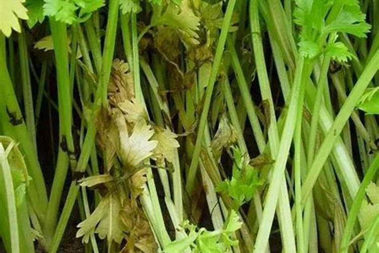 住商肥料多少钱一吨