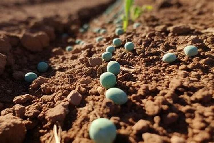 下雨天可以施肥吗 下雨天可以给农作物施肥吗