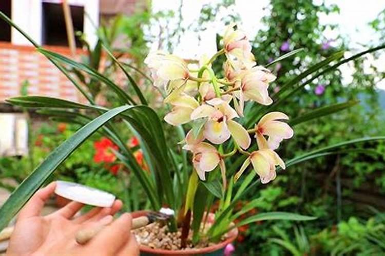 兰花最适合什么肥料最好