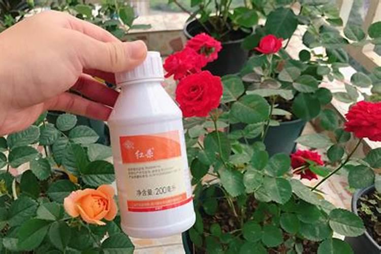 玉米什么时候使用叶面肥？玉米叶面肥喷施浓度