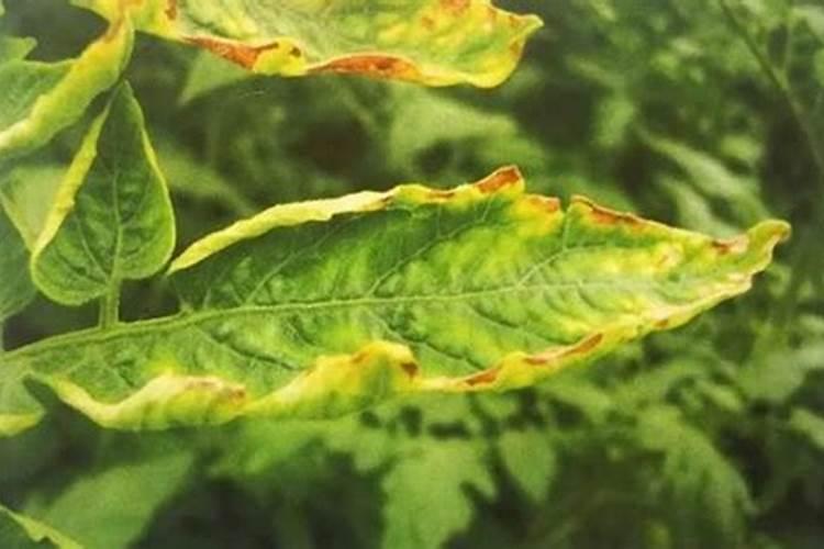 大棚番茄低温缺磷该如何补救