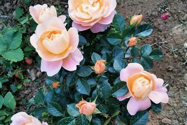 月季开花施什么肥料