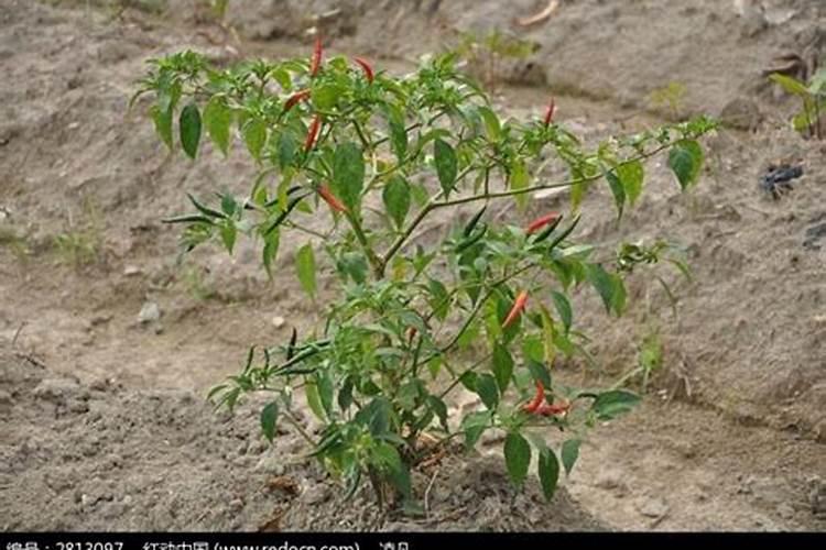 辣椒用什么肥料最好