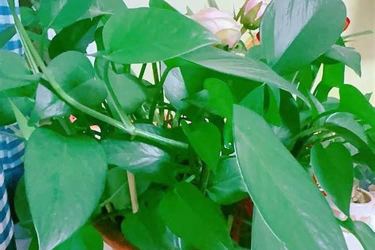 水培绿萝用什么肥料