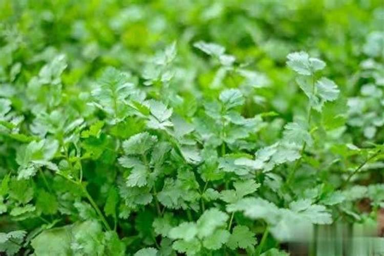 什么是荷兰豆啊？