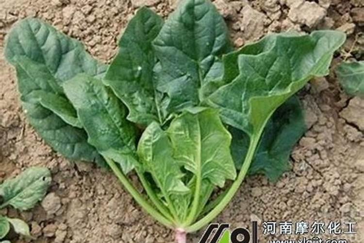 黄豆最后一遍叶面肥什么时候打？