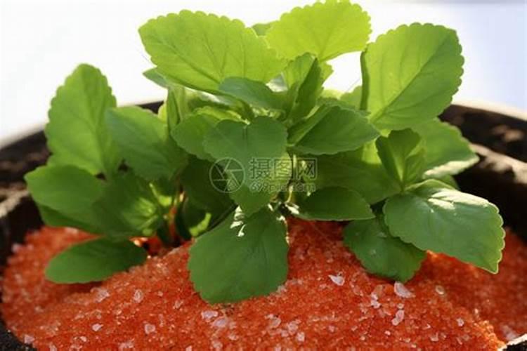 草木灰施肥的作用